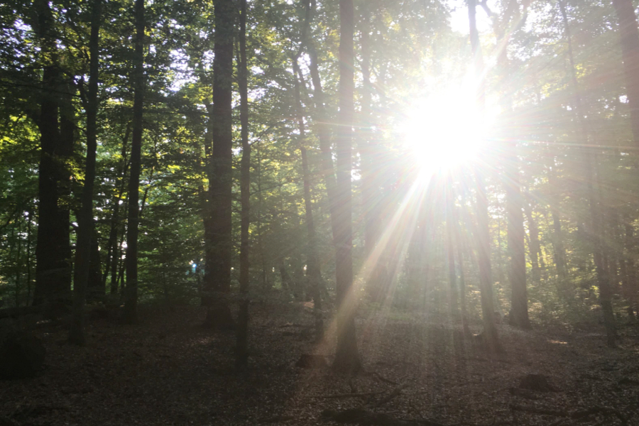 foto-sym-waldbaden