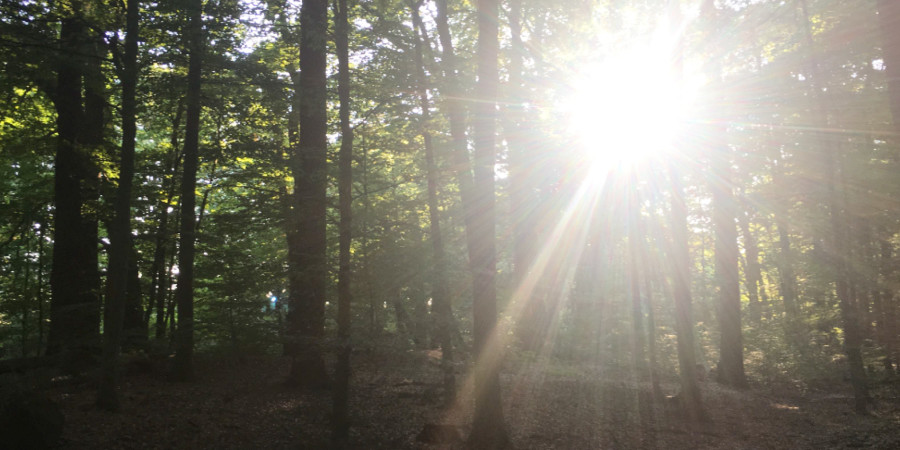 lust-auf-was-neues-waldbaden